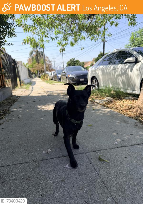 Found/Stray Male Dog last seen Avenue 28, Los Angeles, CA 90031