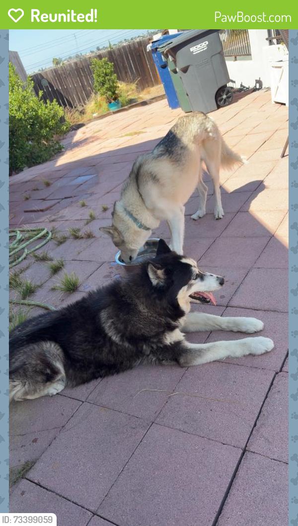 Reunited Male Dog last seen Near block Concepcion., Spring Valley, CA 91977