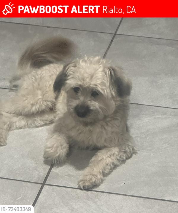 Lost Male Dog last seen Acacia Ave and Madrona St, Rialto, CA 92376