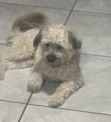 Lost Male Dog last seen Acacia Ave and Madrona St, Rialto, CA 92376