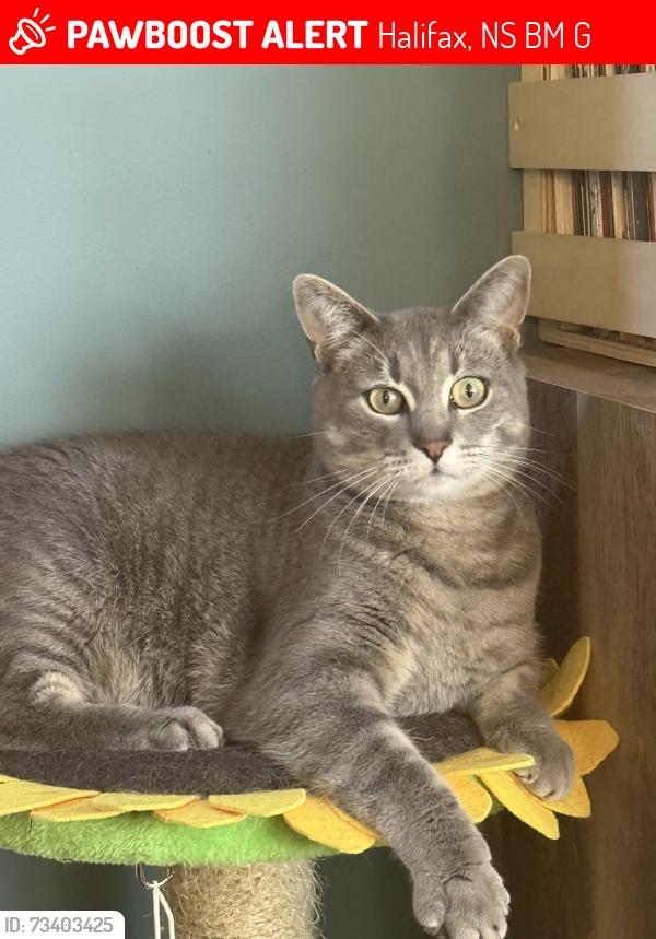 Lost Male Cat last seen Ross Road, Halifax, NS B3M 3G5