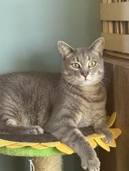 Lost Male Cat last seen Ross Road, Halifax, NS B3M 3G5