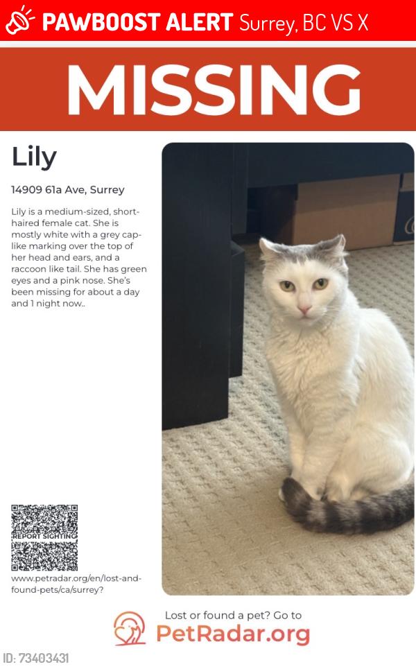 Lost Female Cat last seen 61a ave, Surrey, BC V3S 7X3