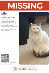 Lost Female Cat last seen 61a ave, Surrey, BC V3S 7X3
