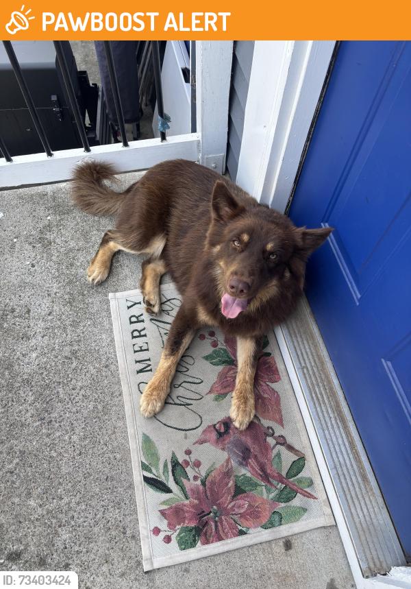 Found/Stray Male Dog last seen Dickens Rd and Midridge Dr, Gwinnett County, GA 30093