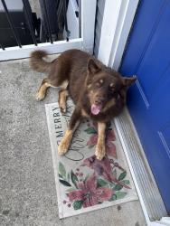 Found/Stray Male Dog last seen Dickens Rd and Midridge Dr, Gwinnett County, GA 30093