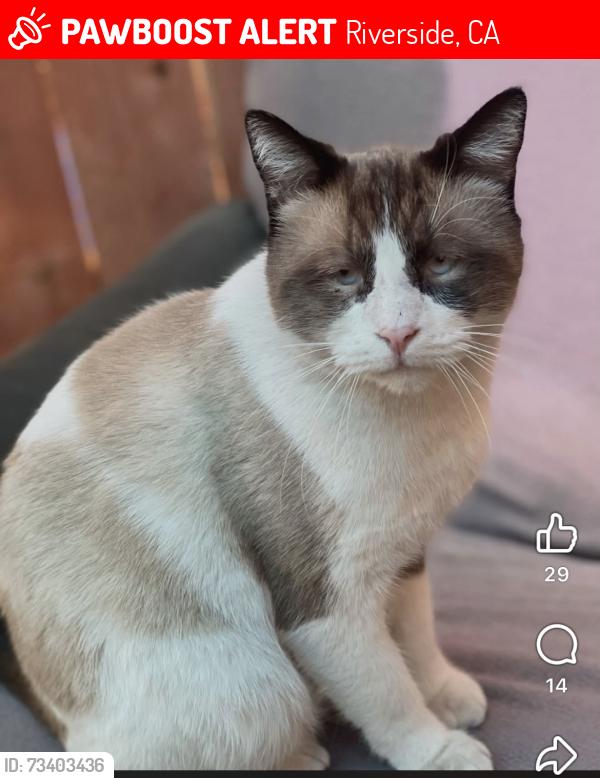 Lost Male Cat last seen Grove community dr and gardenia vista, Riverside, CA 92508