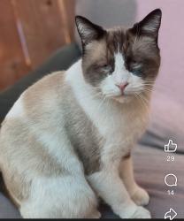Lost Male Cat last seen Grove community dr and gardenia vista, Riverside, CA 92508