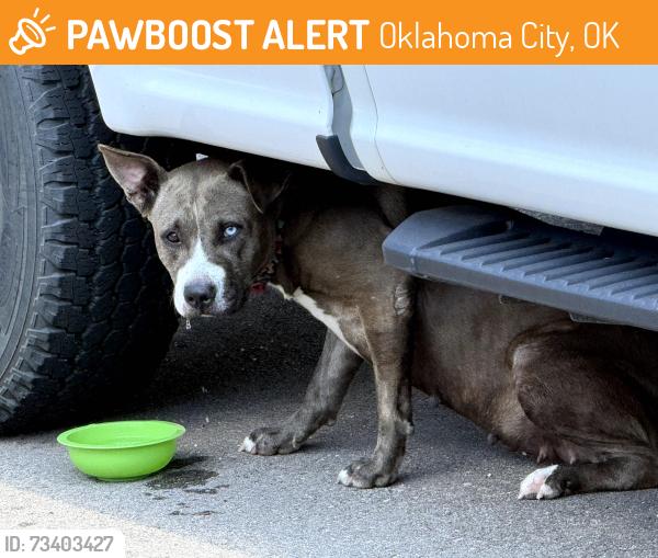 Found/Stray Female Dog last seen 23rd and Kelly, Oklahoma City, OK 73105