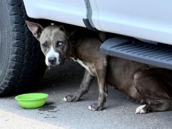 Found/Stray Female Dog last seen 23rd and Kelly, Oklahoma City, OK 73105