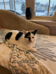 Lost Female Cat last seen Lake and Miller Rd by Avon Lake Animal Clinic, Avon Lake, OH 44012