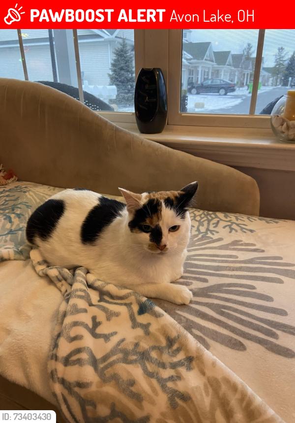 Lost Female Cat last seen Lake and Miller Rd by Avon Lake Animal Clinic, Avon Lake, OH 44012