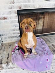 Found/Stray Male Dog last seen Tolar Texas, Tolar, TX 76476