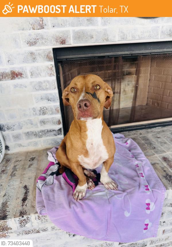 Found/Stray Male Dog last seen Tolar Texas, Tolar, TX 76476