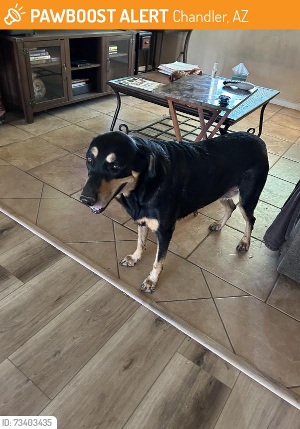 Found/Stray Female Dog last seen Off of Chandler Blvd between Alma School Rd & Arizona Ave, Chandler, AZ 85225