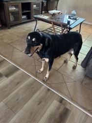 Found/Stray Female Dog last seen Off of Chandler Blvd between Alma School Rd & Arizona Ave, Chandler, AZ 85225