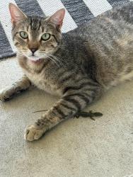 Lost Female Cat last seen The Villages at Stoney Creek in Sunnyvale, TX, Sunnyvale, TX 75182