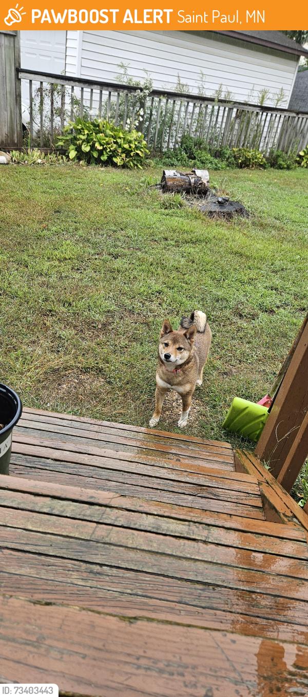 Found/Stray Female Dog last seen Cumberland Street and Maryland Avenue, Saint Paul, MN 55117
