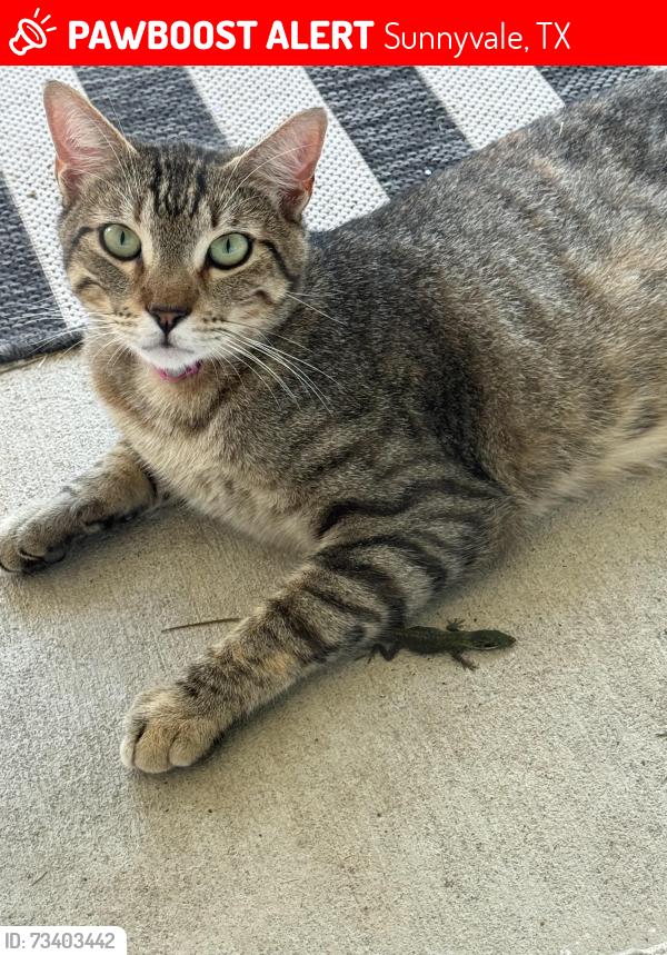 Lost Female Cat last seen The Villages at Stoney Creek in Sunnyvale, TX, Sunnyvale, TX 75182