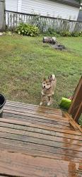 Found/Stray Female Dog last seen Cumberland Street and Maryland Avenue, Saint Paul, MN 55117