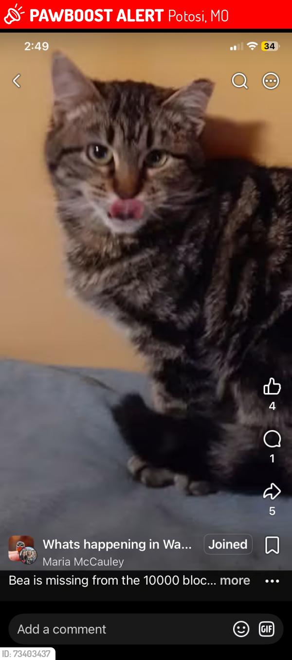 Lost Female Cat last seen N. Missouri, Potosi, MO 63664