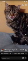 Lost Female Cat last seen N. Missouri, Potosi, MO 63664