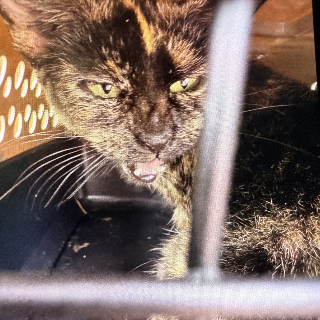 Shelter Stray Female Cat last seen , 980 Guilford College Rd, Greensboro, NC 27409, USA