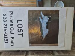 Lost Male Cat last seen Polo ct, Diamondhead, MS 39525