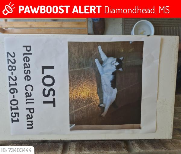 Lost Male Cat last seen Polo ct, Diamondhead, MS 39525