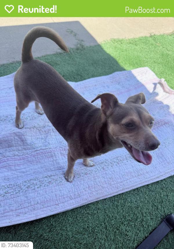 Reunited Female Dog last seen Clairemont Drive at Willamette, San Diego, CA 92101