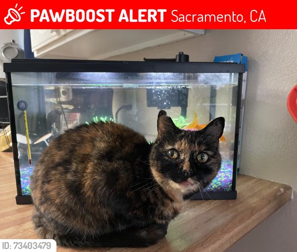 Lost Female Cat last seen Heritage lane/Point west at Fountains at Point West apartments, Sacramento, CA 95815