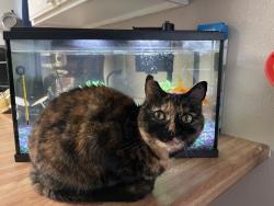 Lost Female Cat last seen Heritage lane/Point west at Fountains at Point West apartments, Sacramento, CA 95815