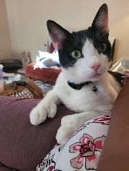 Lost Male Cat last seen Near Bayview Heights, SD 93105, San Diego, CA 92105