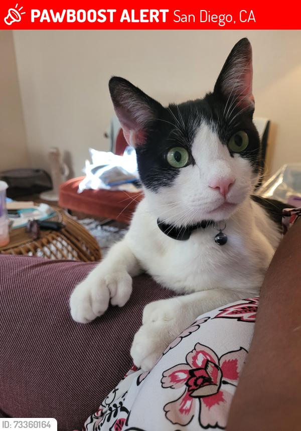 Lost Male Cat last seen Near Bayview Heights, SD 93105, San Diego, CA 92105