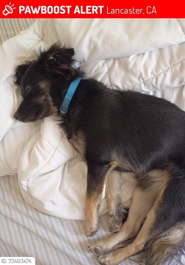 Lost Male Dog last seen Avenue L-8 & 60th west Lancaster, CA, 93536, Lancaster, CA 93536