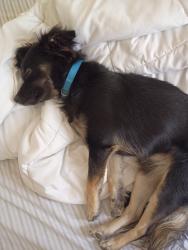 Lost Male Dog last seen Avenue L-8 & 60th west Lancaster, CA, 93536, Lancaster, CA 93536