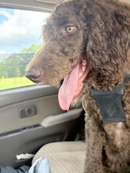 Found/Stray Female Dog last seen Near workman rd, Greenville, SC 29607