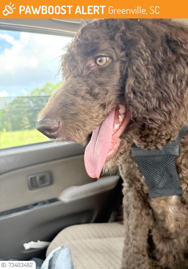 Found/Stray Female Dog last seen Near workman rd, Greenville, SC 29607