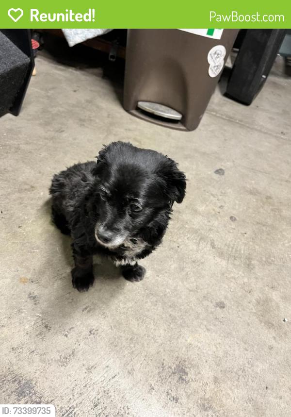 Reunited Male Dog last seen Near Lincoln St, Fremont, CA 94538, USA, Fremont, CA 94538