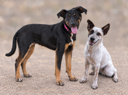 Reunited Unknown Dog last seen 7th Ave & Cloud, Phoenix, AZ 85020