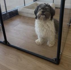 Reunited Male Dog last seen Westchester and Franconia, Alexandria, VA 22310