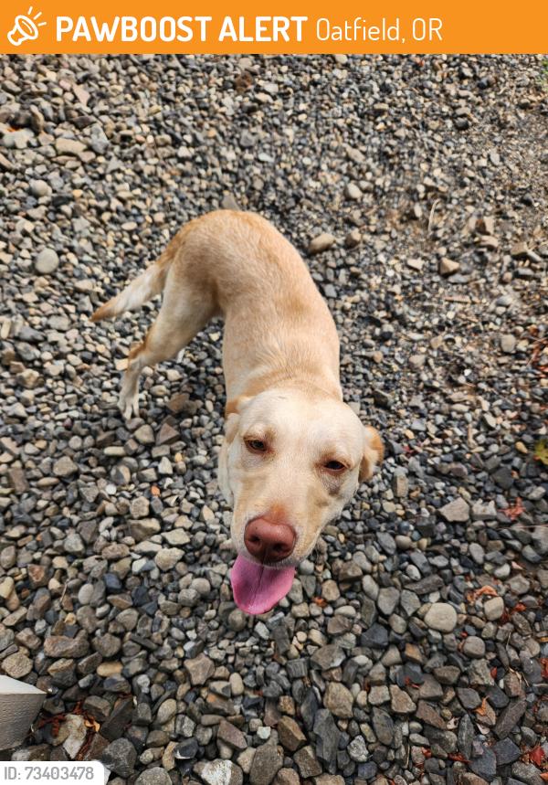 Found/Stray Female Dog last seen Willow and upper aldercrest dr, Oatfield, OR 97267