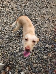 Found/Stray Female Dog last seen Willow and upper aldercrest dr, Oatfield, OR 97267