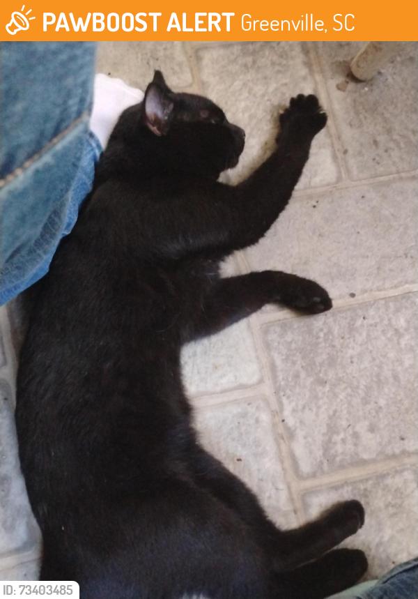 Found/Stray Male Cat last seen North Franklin Rd 29617, Greenville, SC 29609