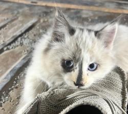 Lost Unknown Cat last seen Boyero Dowd, Pueblo West, CO 81007