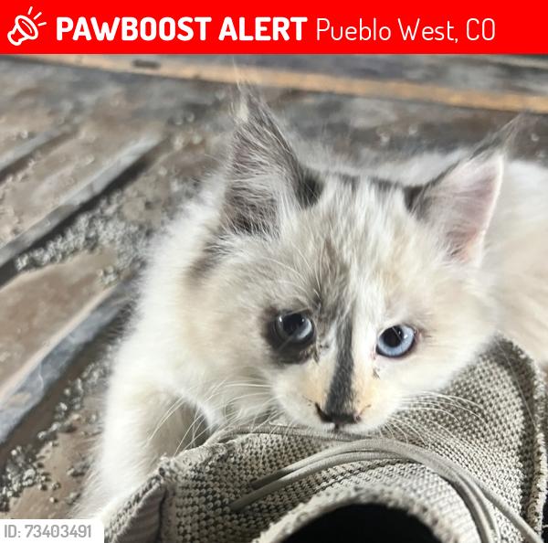 Lost Unknown Cat last seen Boyero Dowd, Pueblo West, CO 81007