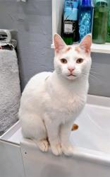 Reunited Male Cat last seen Viking way, Kitsap County, WA 98345
