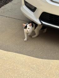 Found/Stray Unknown Cat last seen Near binkley farm rd, Clemmons, NC 27012