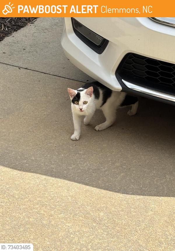 Found/Stray Unknown Cat last seen Near binkley farm rd, Clemmons, NC 27012