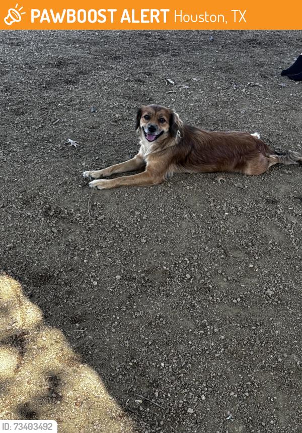 Found/Stray Female Dog last seen Millie Bush Dog Park, Houston, TX 77082